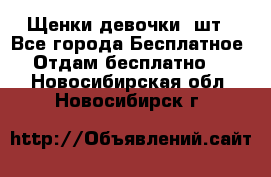 Щенки девочки 4шт - Все города Бесплатное » Отдам бесплатно   . Новосибирская обл.,Новосибирск г.